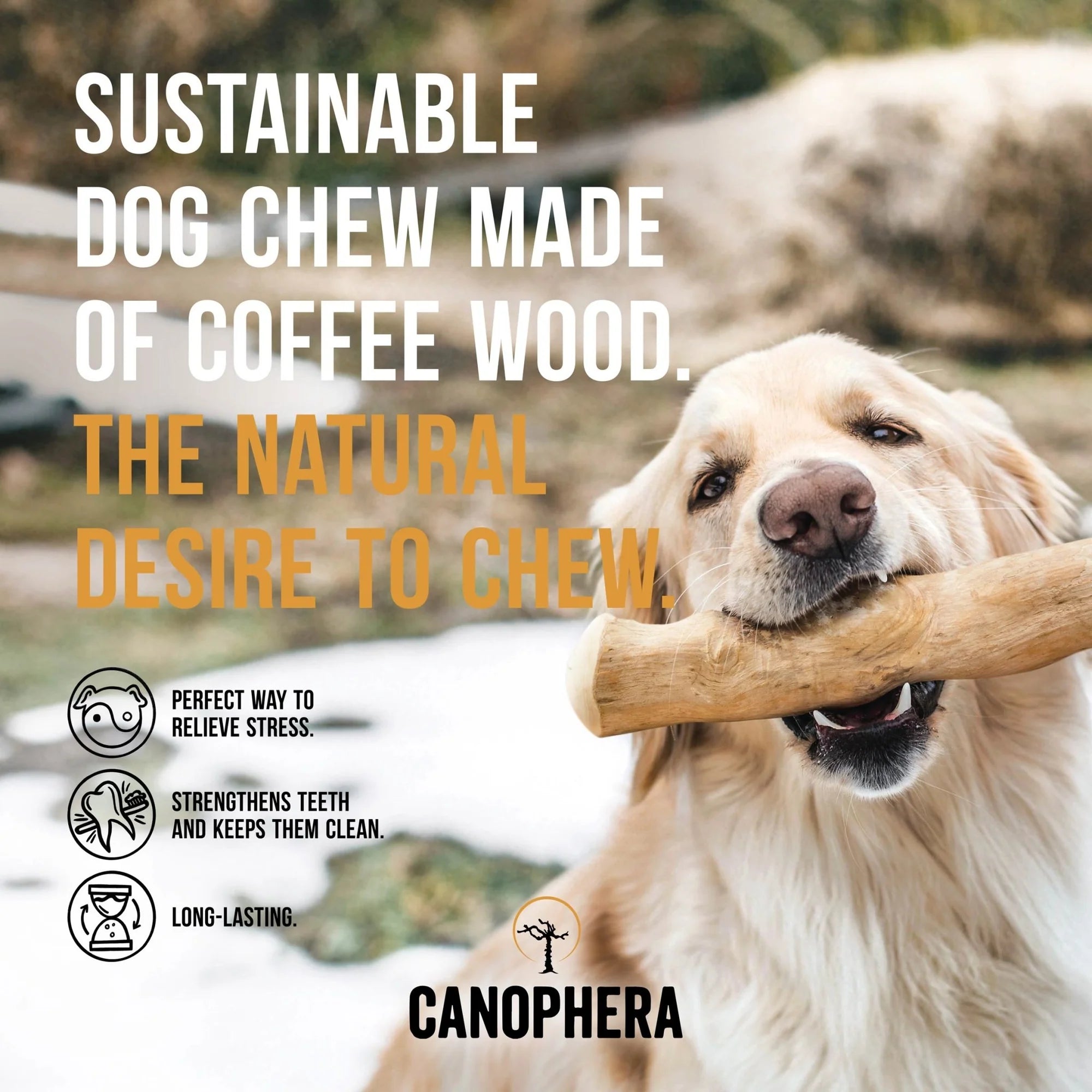 Canophera Coffee Wood Chew