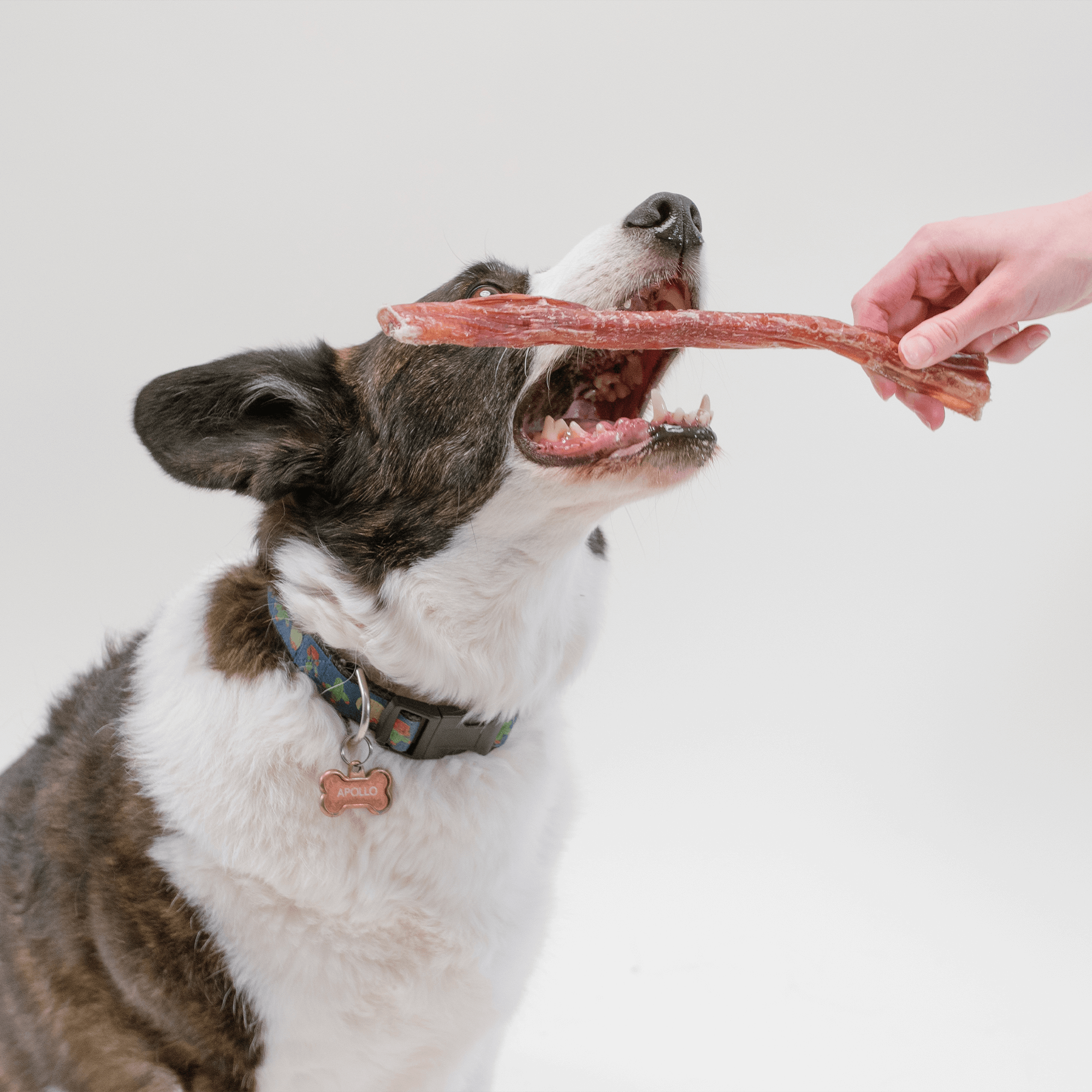 Pupford - Bully Stick Dog Chew 12" 4 Pack
