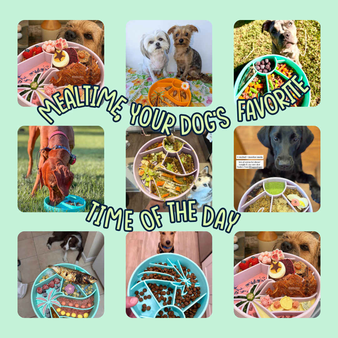 Happy Dingos - Loco Coco Interactive Slow Feeder Bowl : Sunset