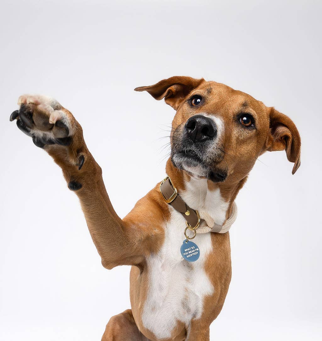 Freshwater Curated Goods™ - Adopted Pet Tag