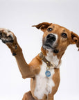 Freshwater Curated Goods™ - Adopted Pet Tag