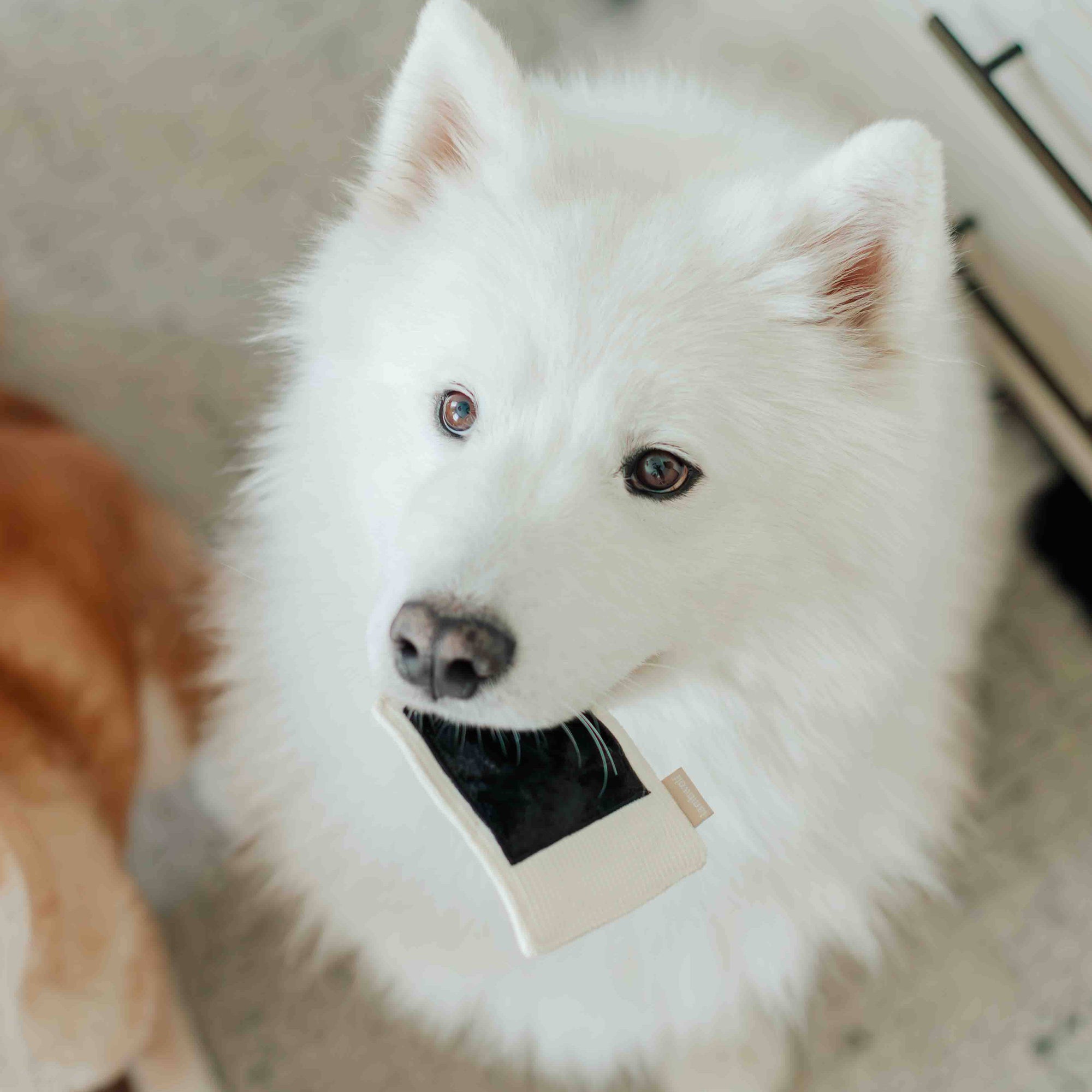 Lambwolf Collective - INSTANT CAMERA // ENRICHMENT DOG TOY