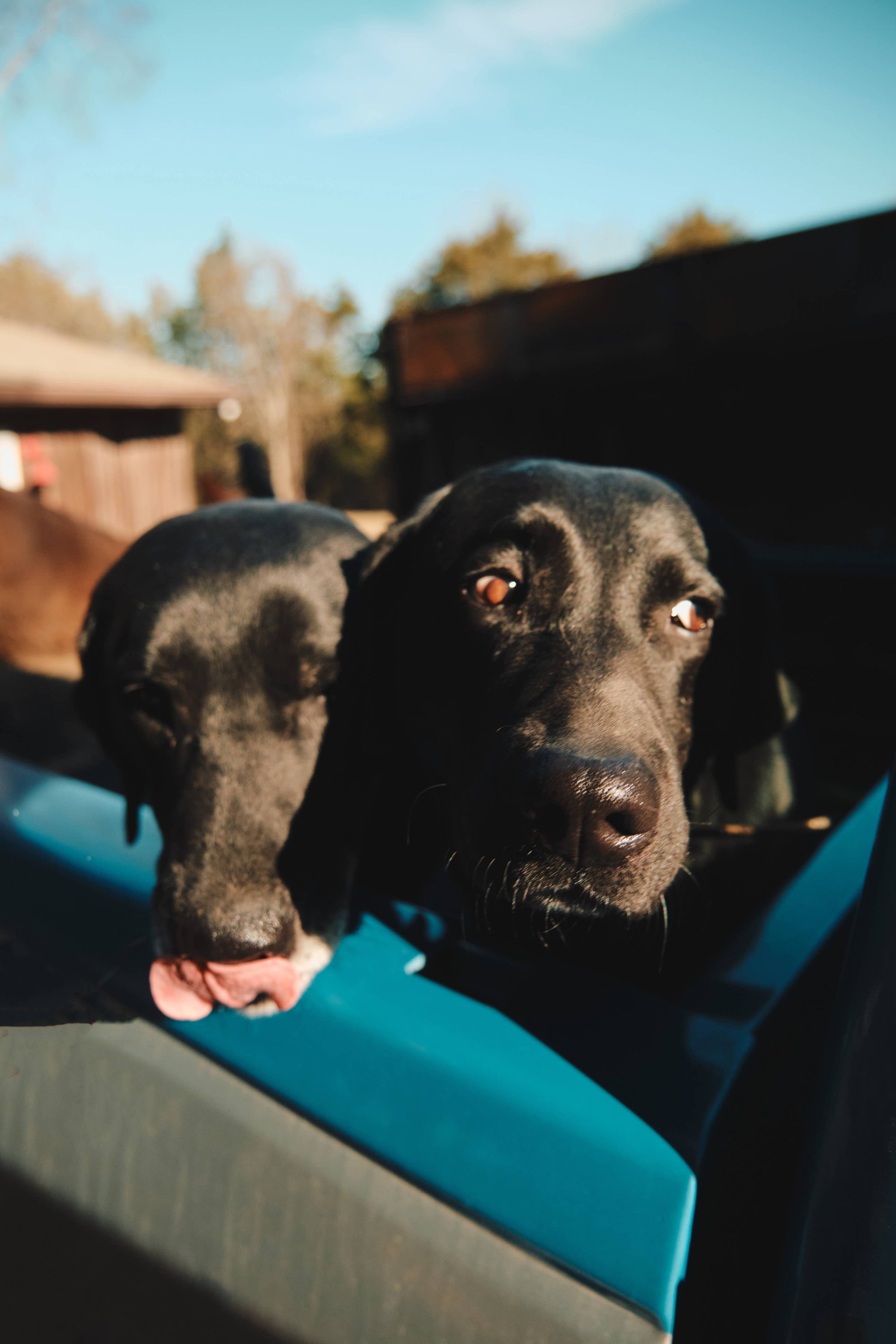 Ranger Station Wholesale - BARK RANGER SHAMPOO