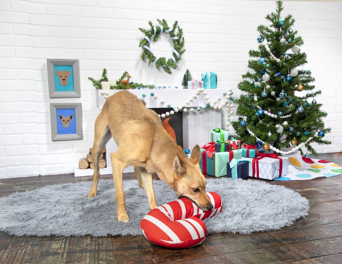 Pet Palette Distribution - BARK Grandy Cane Christmas Plush Dog Toy