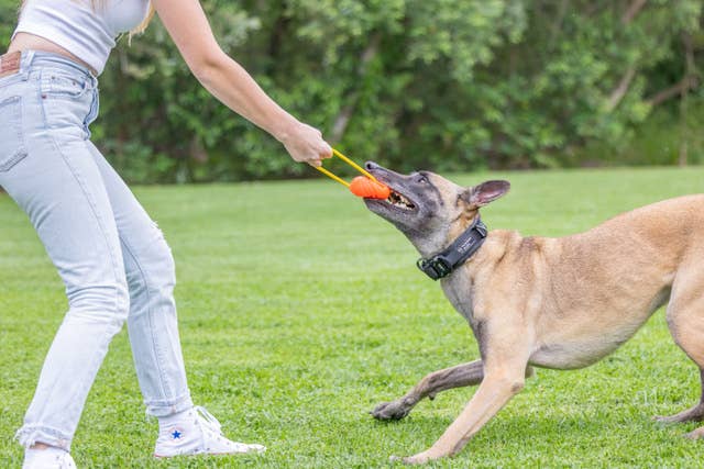 Project Hive Hive Zoomer Dog Toy Launcher &amp; Looped Ball Combo Pack