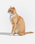 Wild One - Breakaway Cat Collar: S / M • Cat / Bubblegum