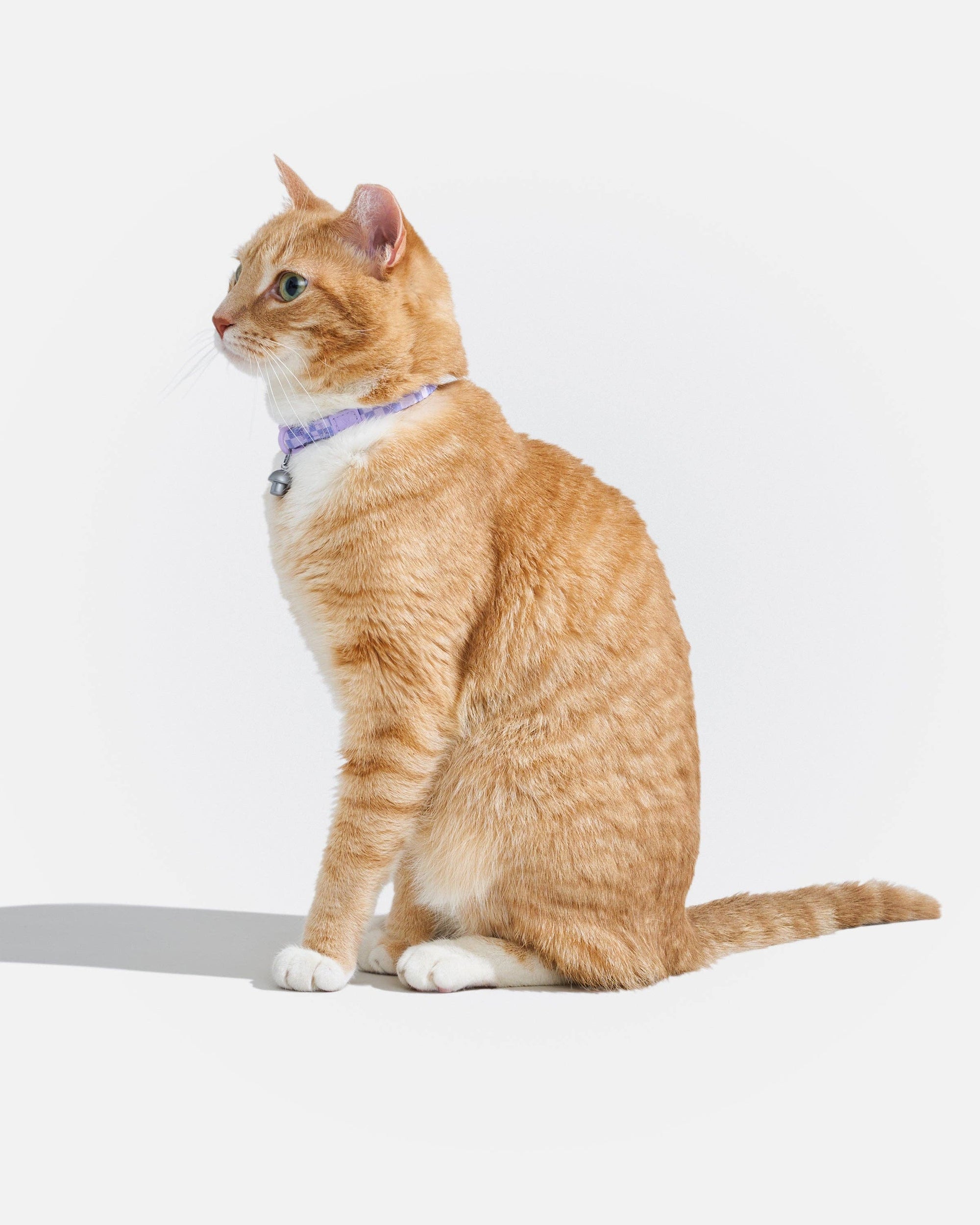 Wild One - Breakaway Cat Collar: S / M • Cat / Lilac
