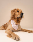 The Paws - Tides Dog Bandana