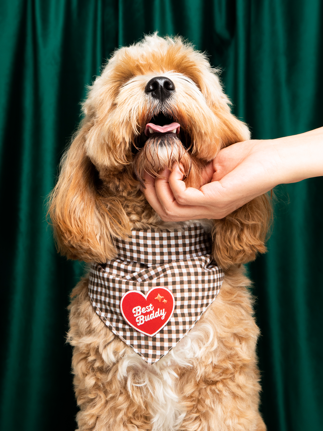 Scout's Honour Pty Ltd - Best Buddy iron-on patch for dogs and cats