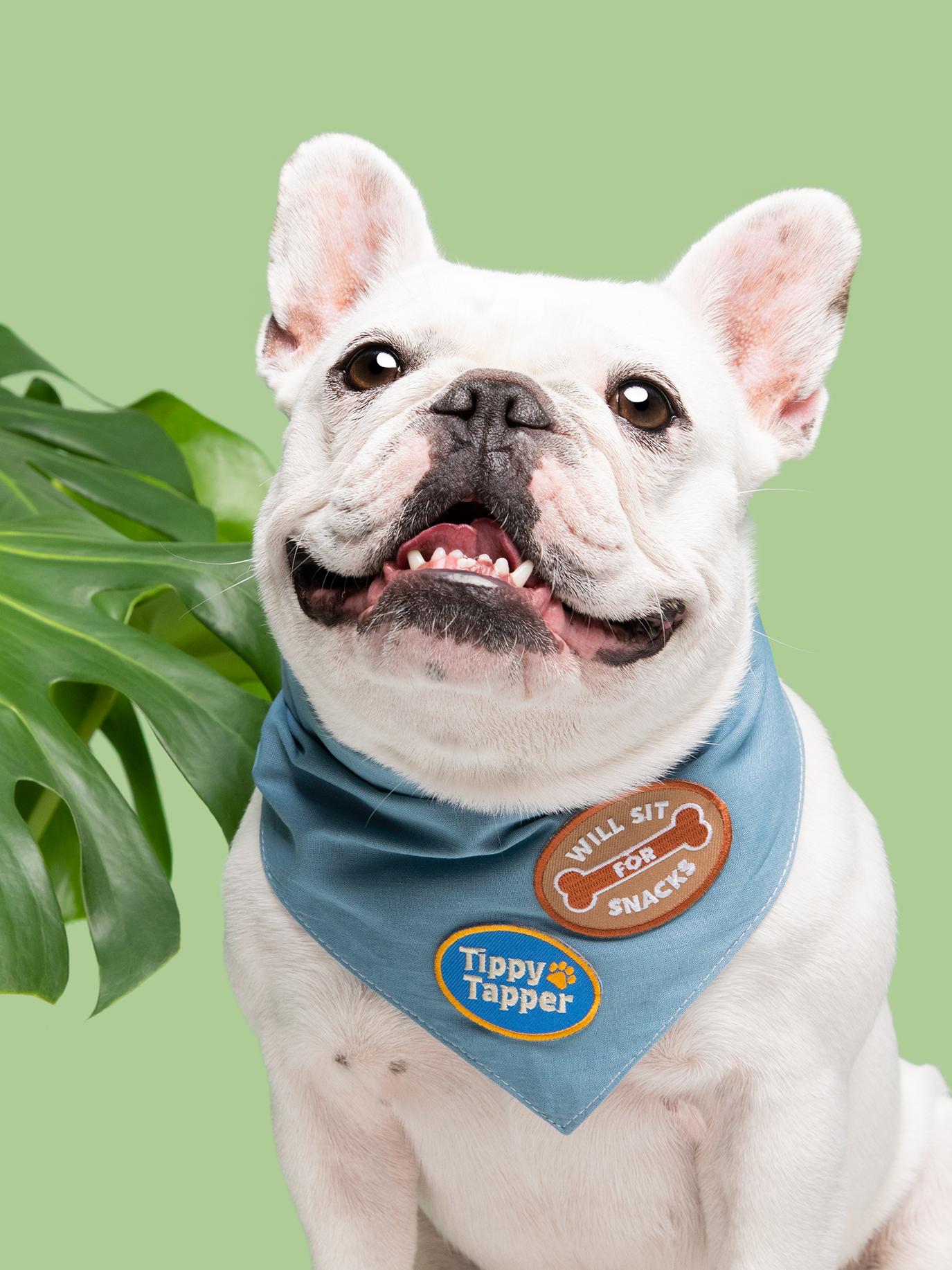 Scout&#39;s Honour - Will Sit For Snacks iron-on patch for dogs