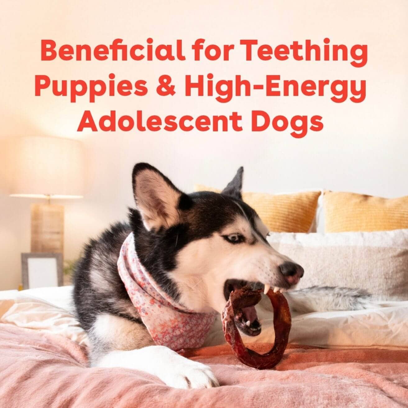 Pupford - Bully Rings: 3 Pack