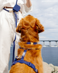 SUNNY TAILS - Signature Navy Waterproof Dog Collar: MEDIUM