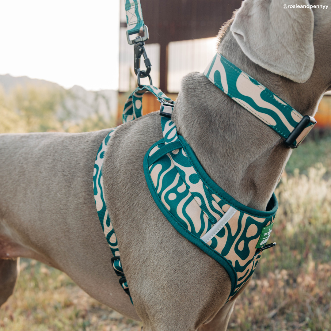 Lucy &amp; Co. - Lucy &amp; Co. x Parks Project Geyser No-Pull Harness