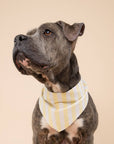 The Paws - Butter Stripe  Dog Bandana