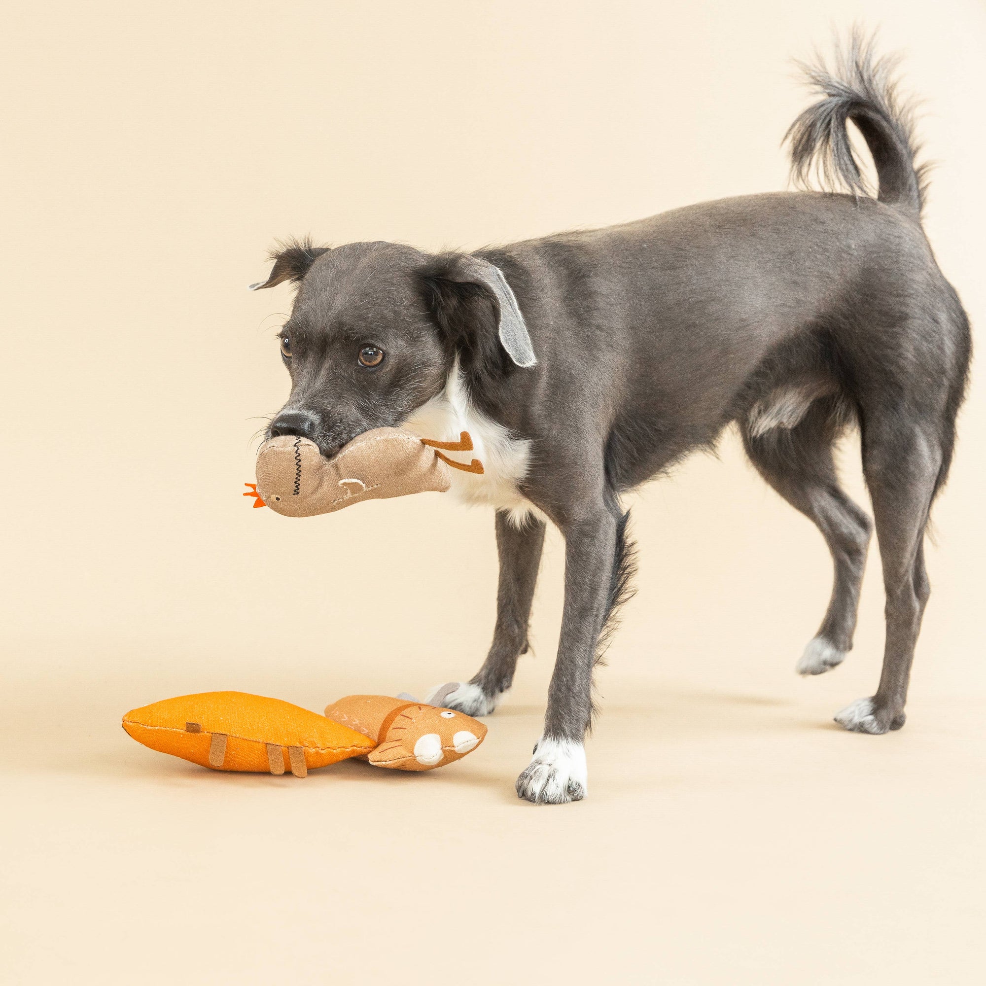 Petshop by Fringe Studio - WE CAME WE SAUR CANVAS MINI DOG TOY SET
