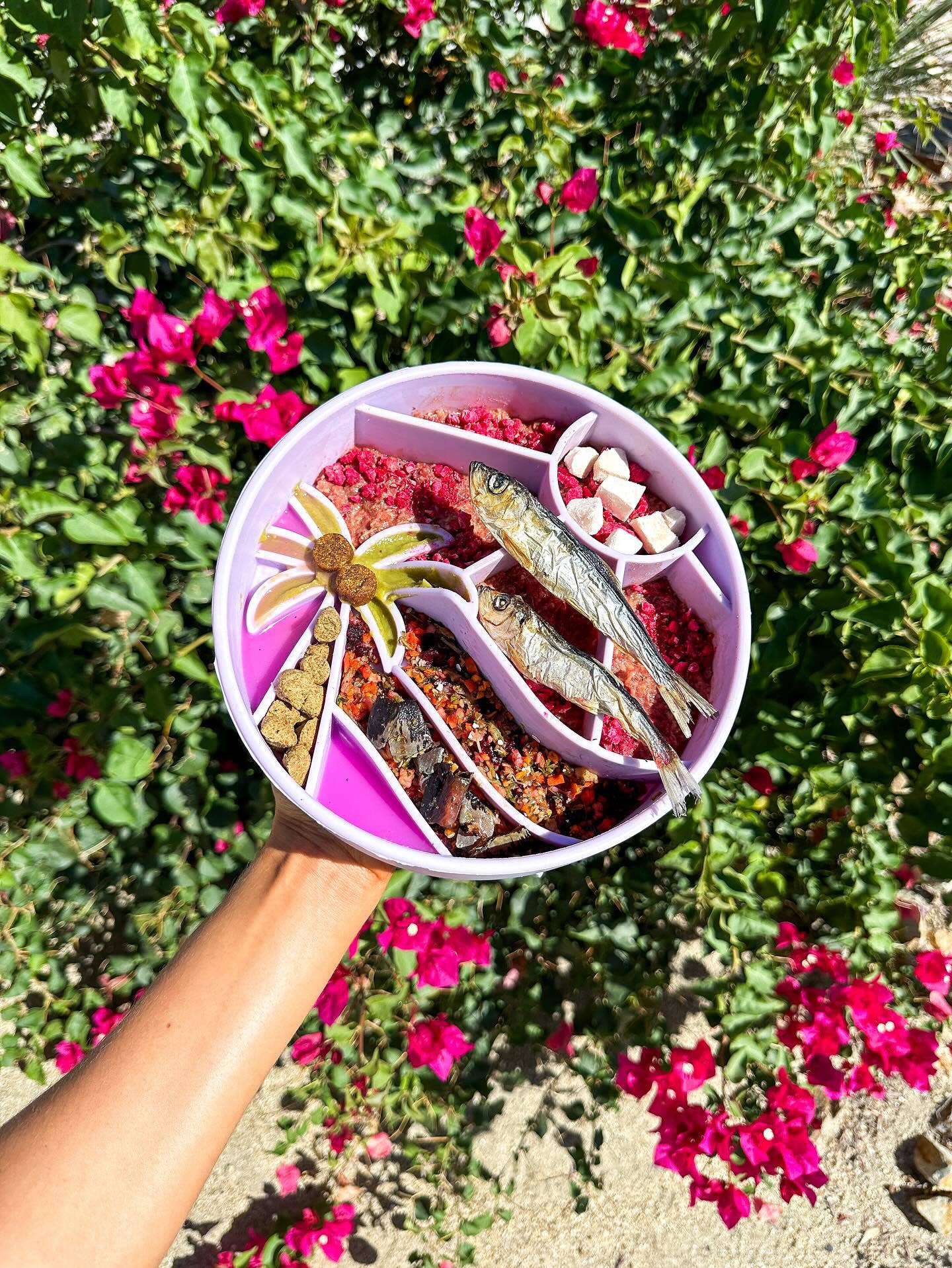 Happy Dingos - Loco Coco Interactive Slow Feeder Bowl : Sunset