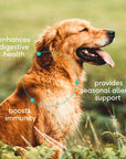 Native Pet - Native Pet Colostrum Immune System Powder Supplement for Dog: 120 scoops
