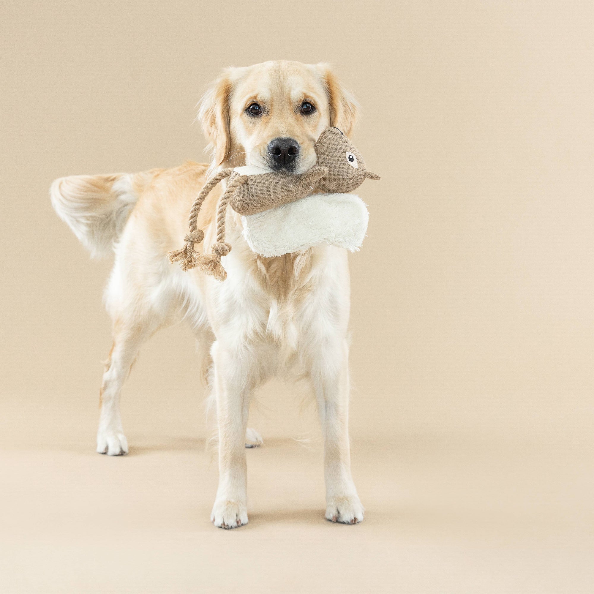 Petshop by Fringe Studio - EARTH FRIENDLY DOG TOY BRING MORE NUTS!