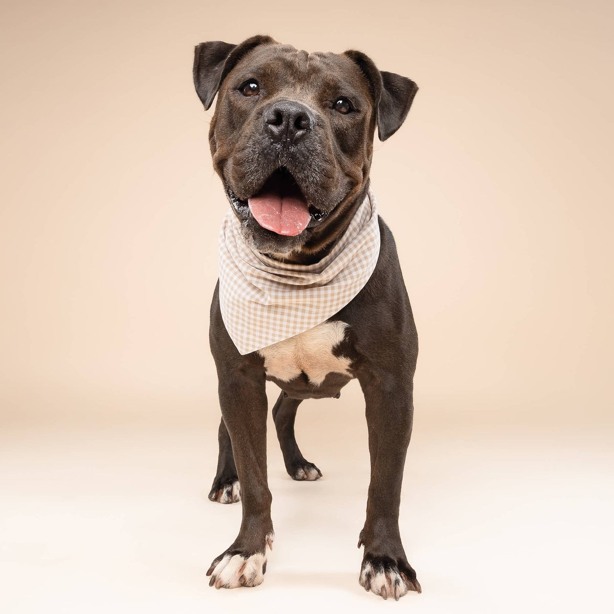 The Paws - Biscuit Gingham Dog Bandana