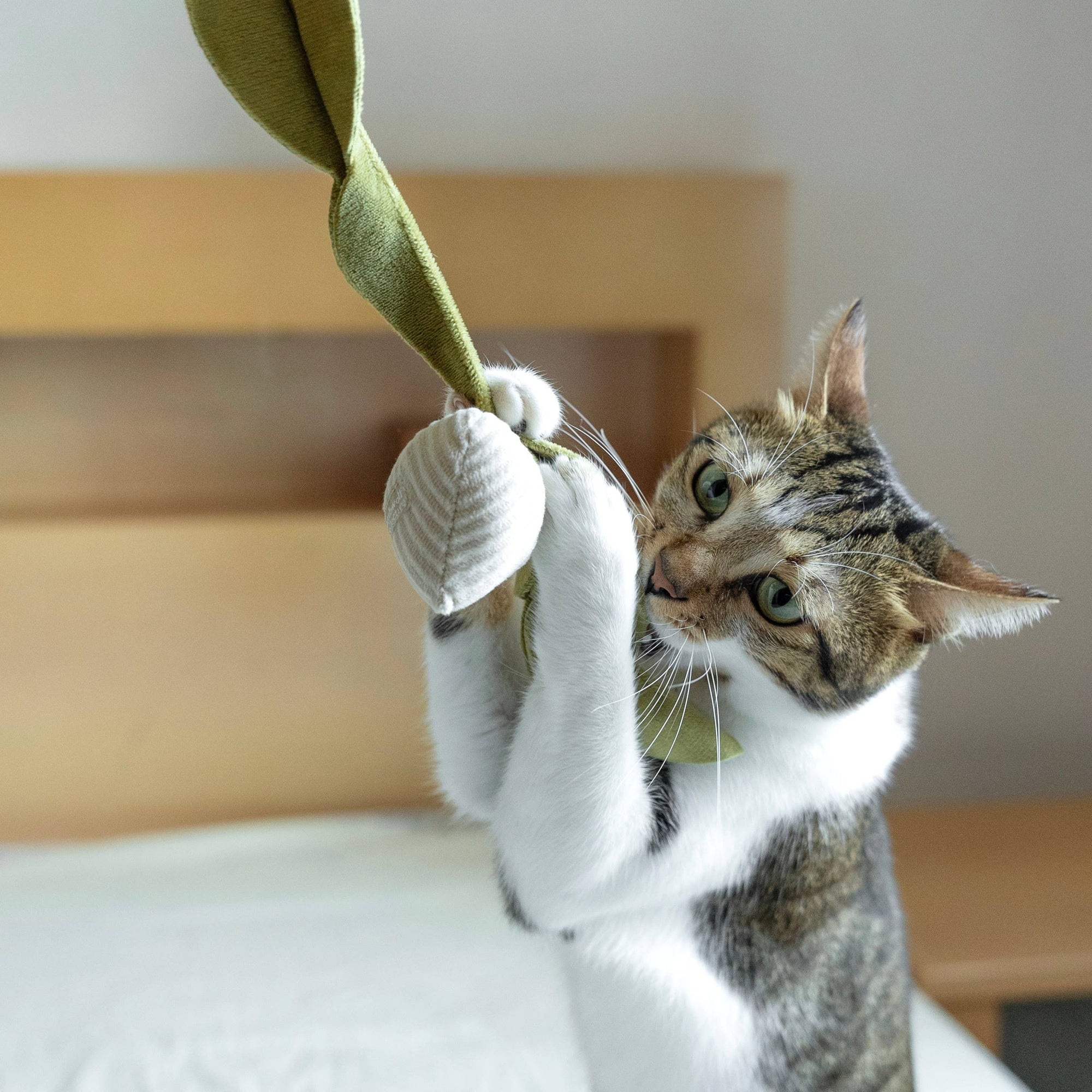 Lambwolf Collective - RADISH//CAT TOY: S/ CREAM