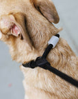 Zee.Dog - Gotham | Slip-N-Lock Leash
