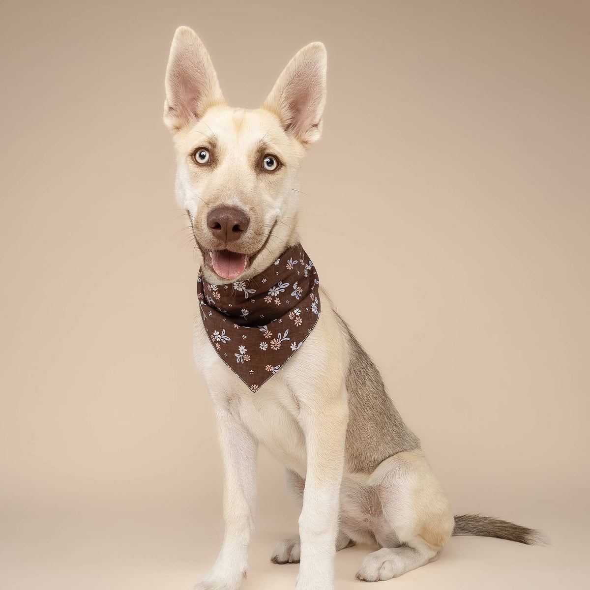 The Paws - Hazel Dog Bandana