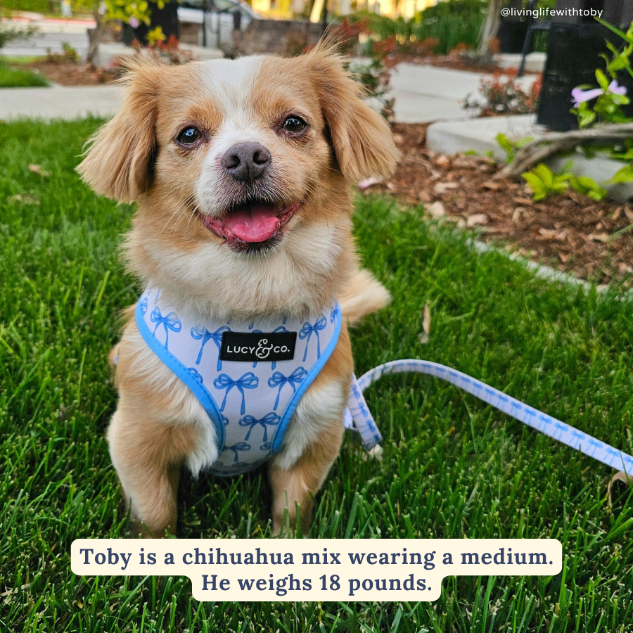 Lucy &amp; Co. - Bowwow Wow! Reversible Harness: L