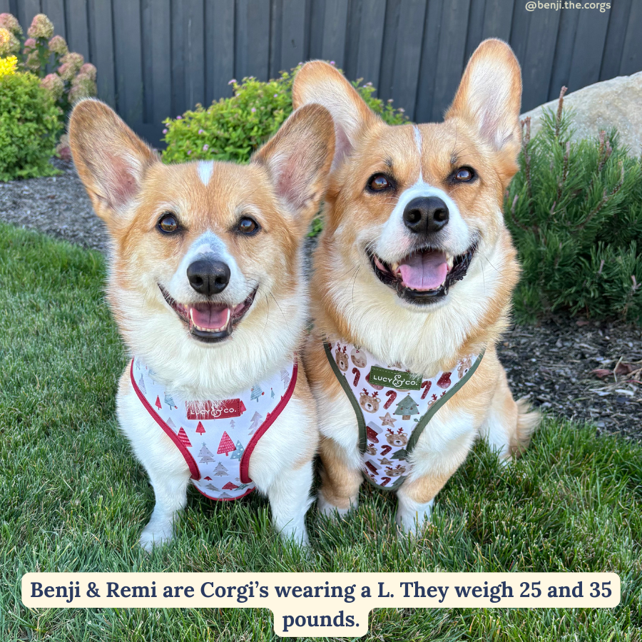 Lucy &amp; Co. - The Jingle Bells Reversible Harness