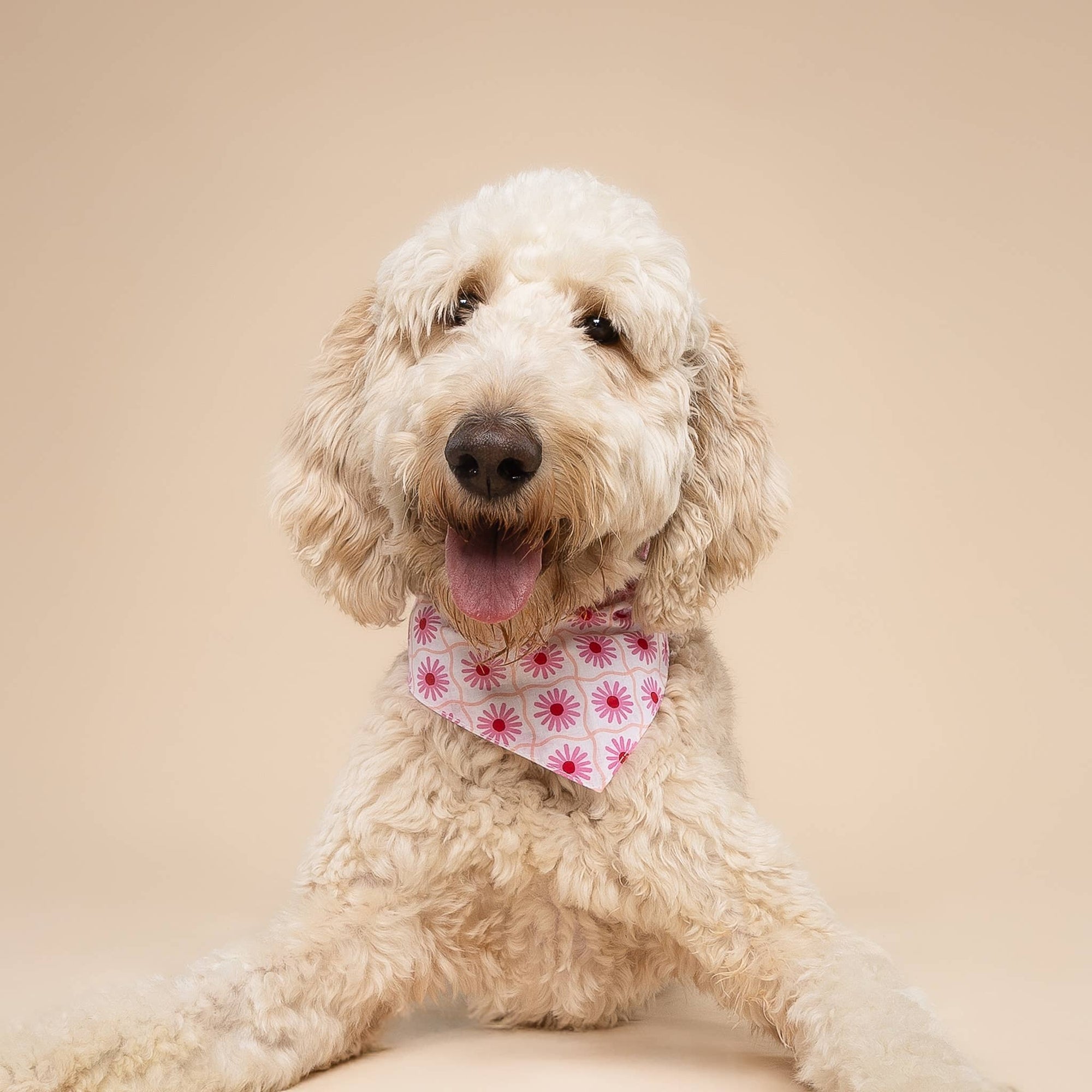 The Paws - Poppy Dog Bandana