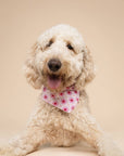 The Paws - Poppy Dog Bandana