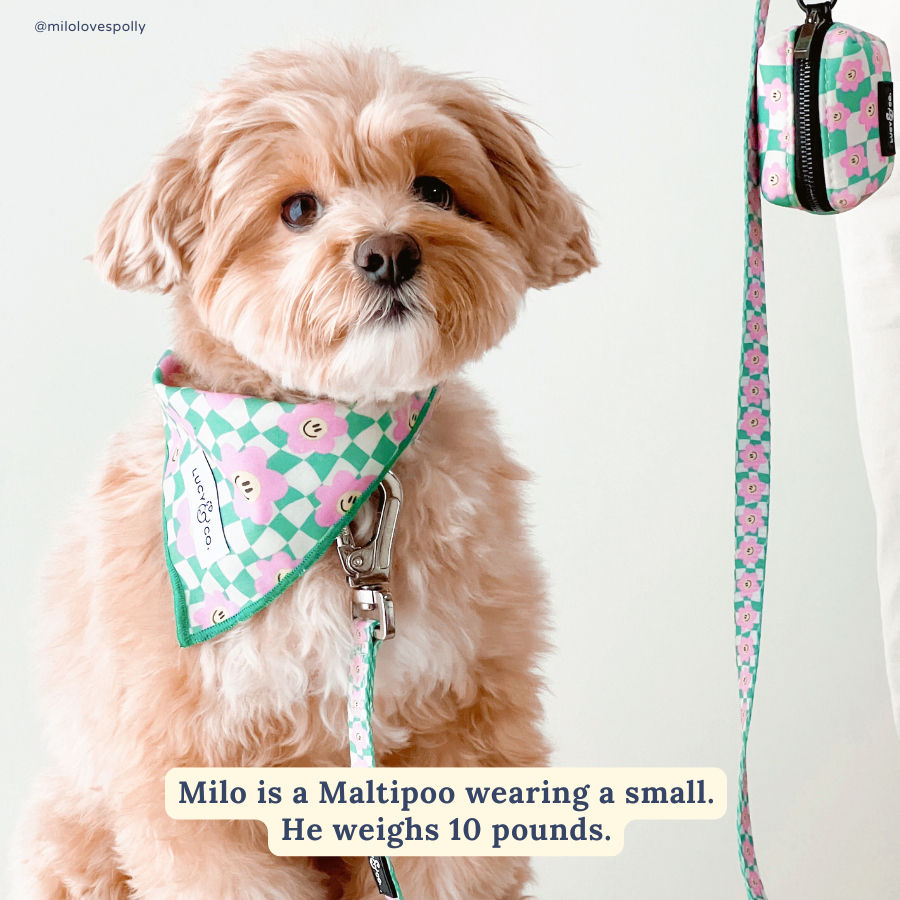 Lucy &amp; Co. - Just Chill Leash: L