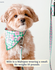 Lucy & Co. - Just Chill Leash: L
