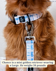 Lucy & Co. - Bowwow Wow! Leash: L