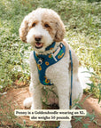 Lucy & Co. - Sunflower Power Denim No-Pull Harness