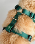Lucy & Co. - Cozy Cheer No-Pull Harness