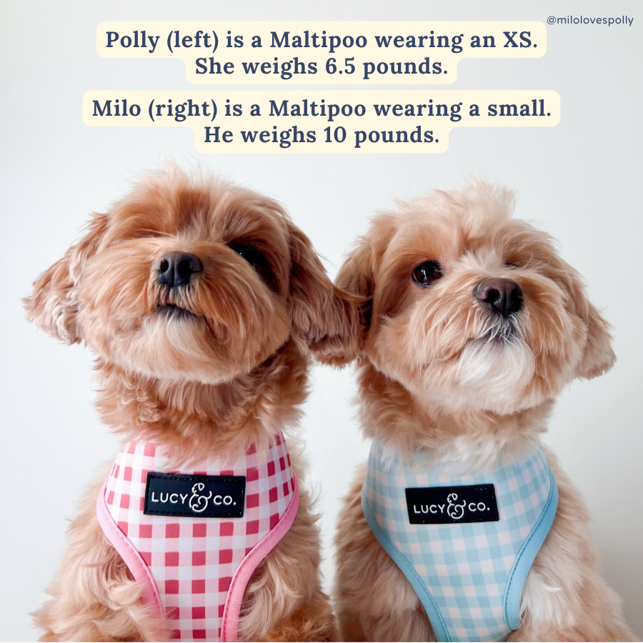 Lucy &amp; Co. - Take a Bow Reversible Harness: L