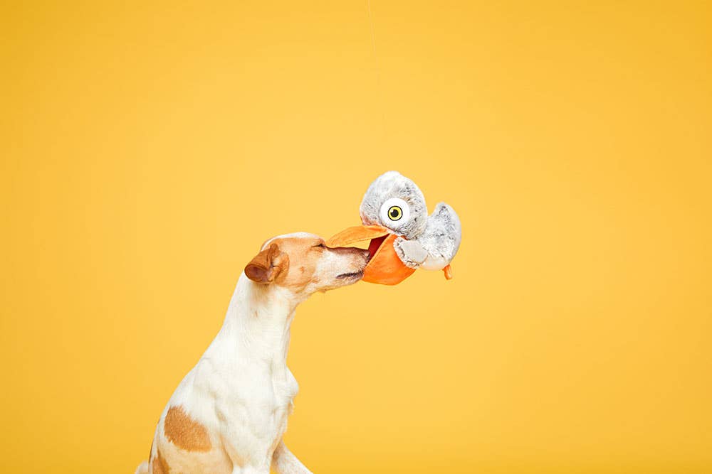 BARK Big Bill &amp; Beak-A-Boo Fish