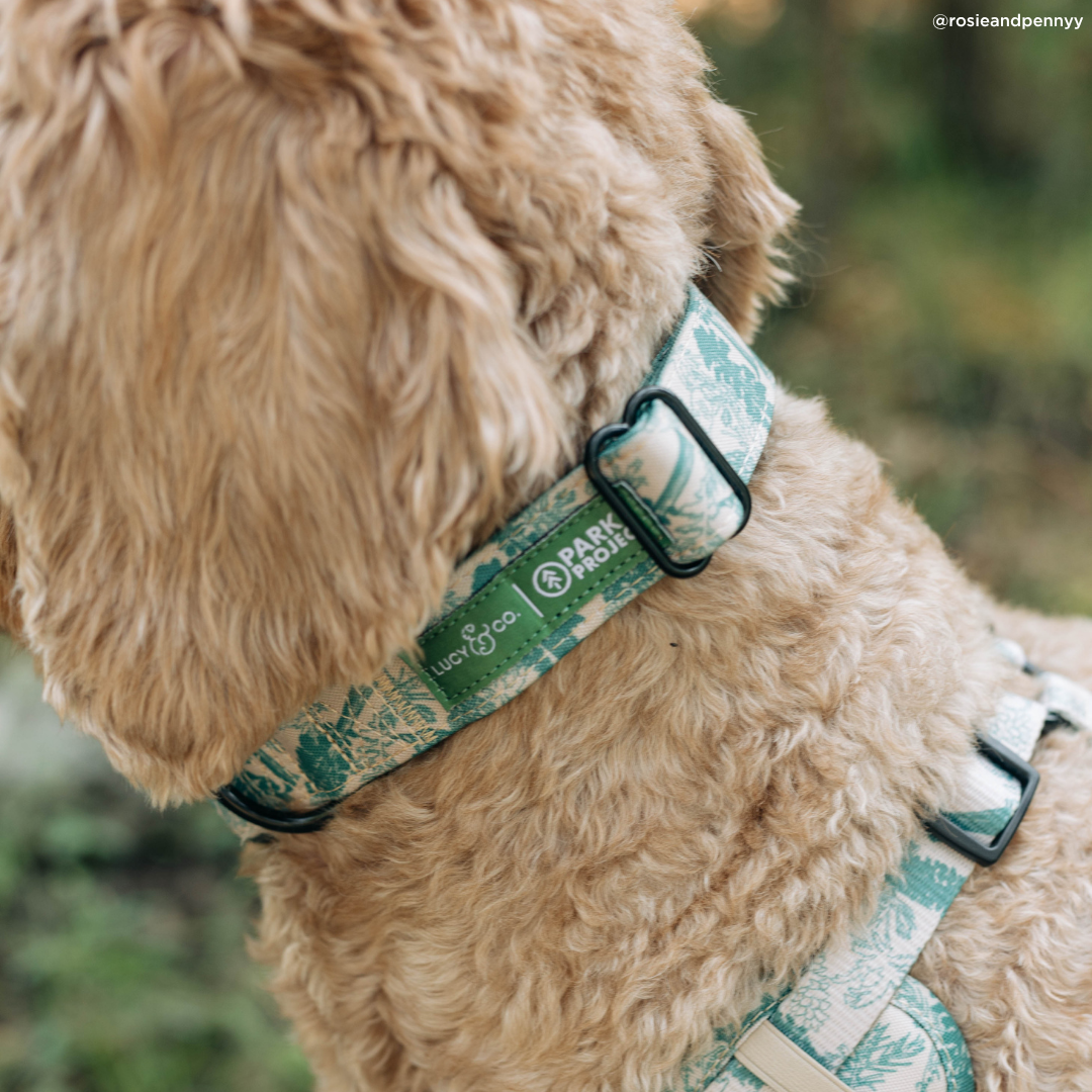 Lucy &amp; Co. - Lucy &amp; Co. x Parks Project Sequoia Seedlings Collar