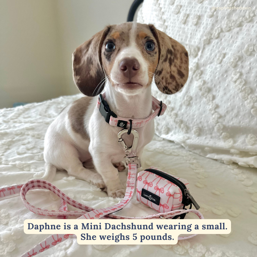 Lucy &amp; Co. - Take a Bow Leash: L