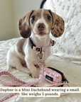 Lucy & Co. - Take a Bow Leash: L
