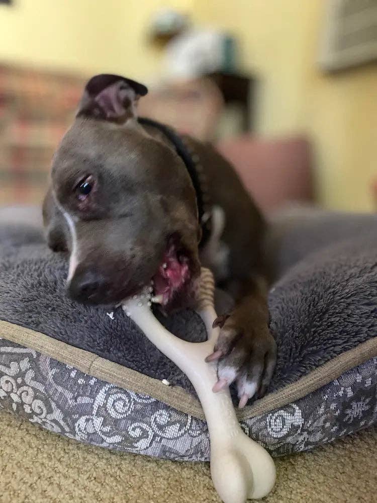 BetterBone Natural Dog Chews - VENISON Hard Density