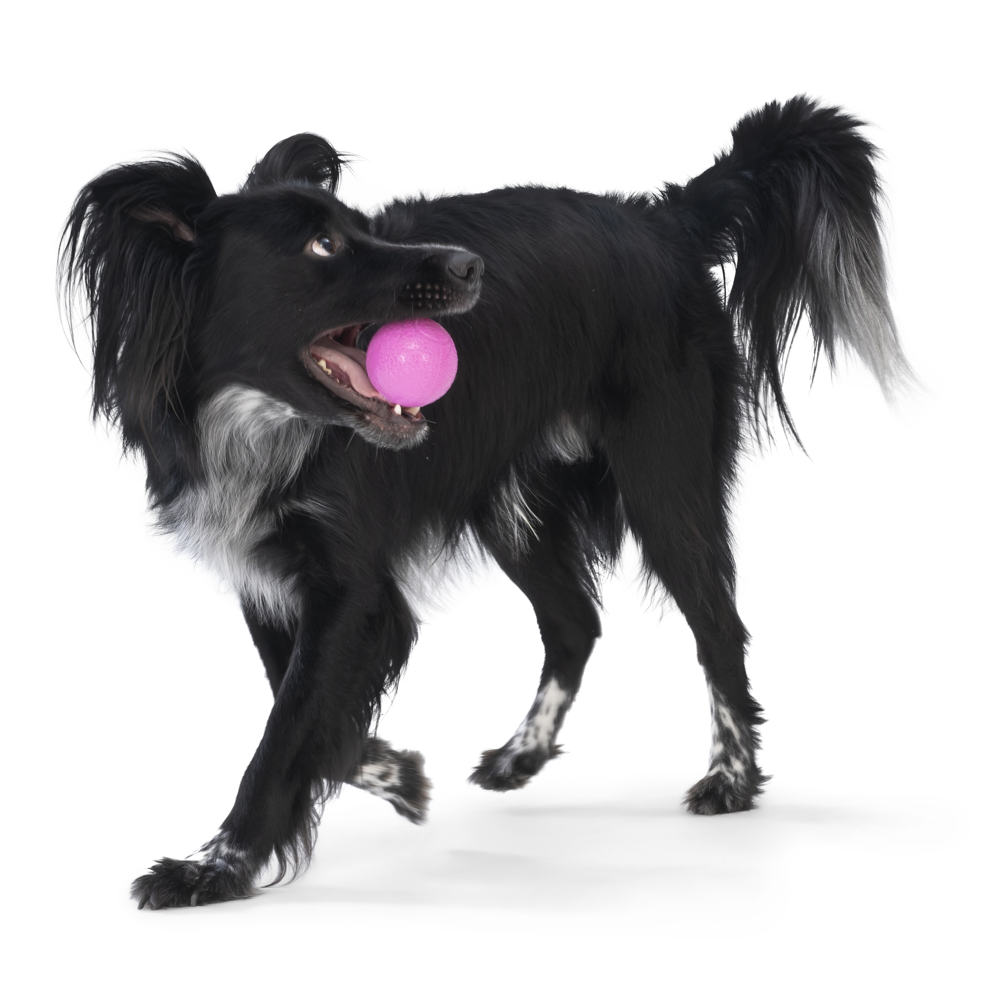 West Paw - Boundr® 2-Pack Dog Toy Ball for Play, Chew, and Fetch: Glow