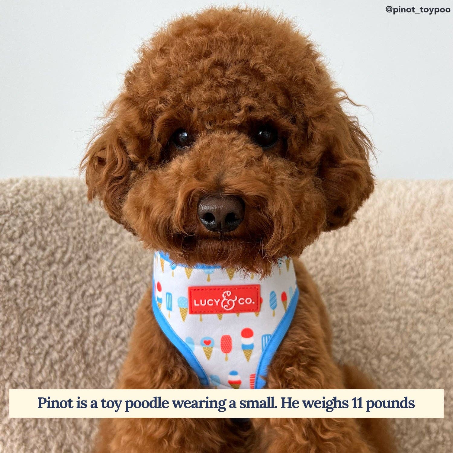 Lucy &amp; Co. - The What&#39;s the Scoop Reversible Harness