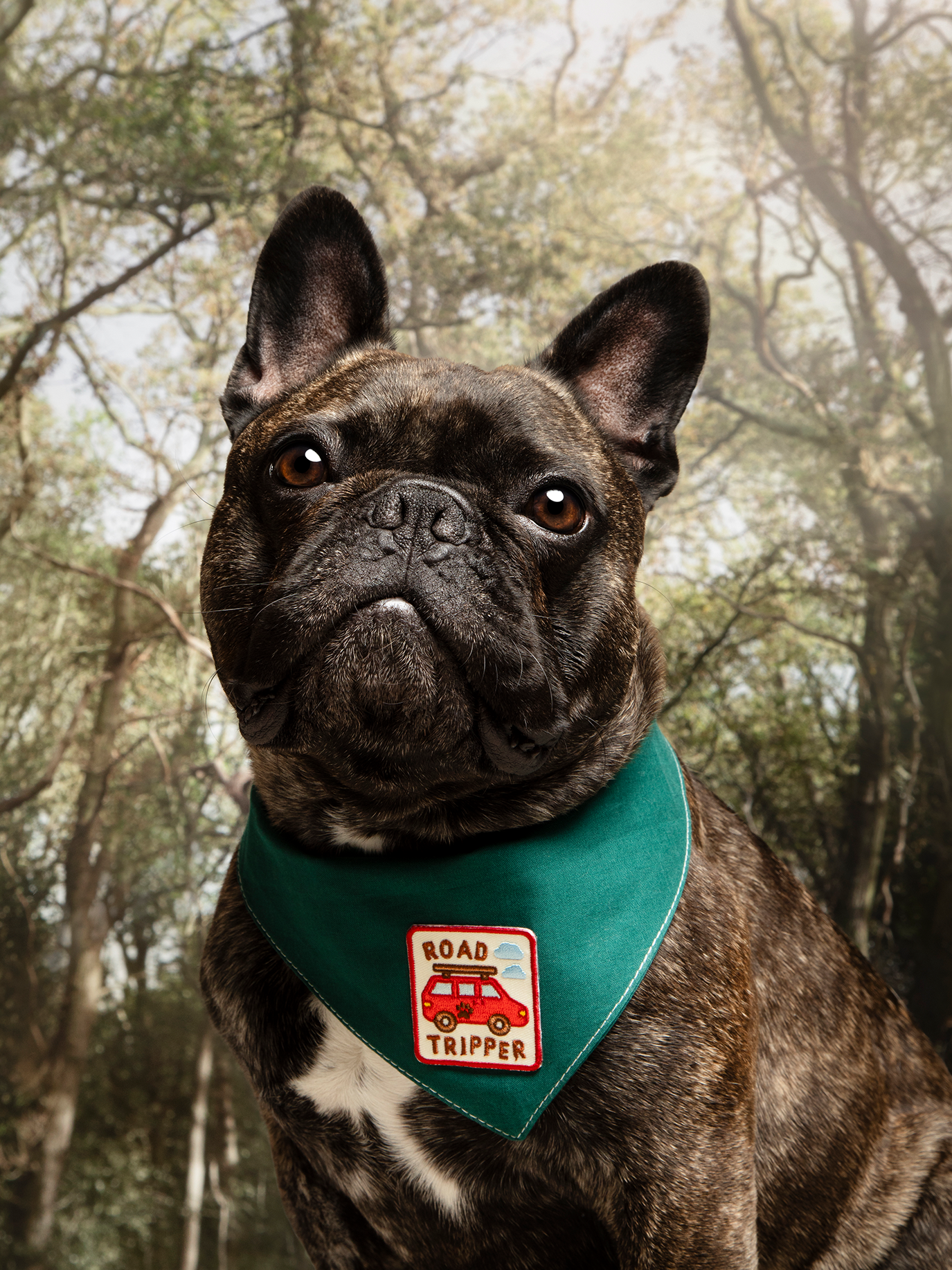 Scout's Honour Pty Ltd - Road Tripper iron-on patch for dogs and cats