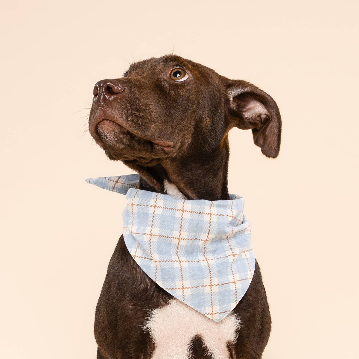 The Paws - Harlowe Dog Bandana