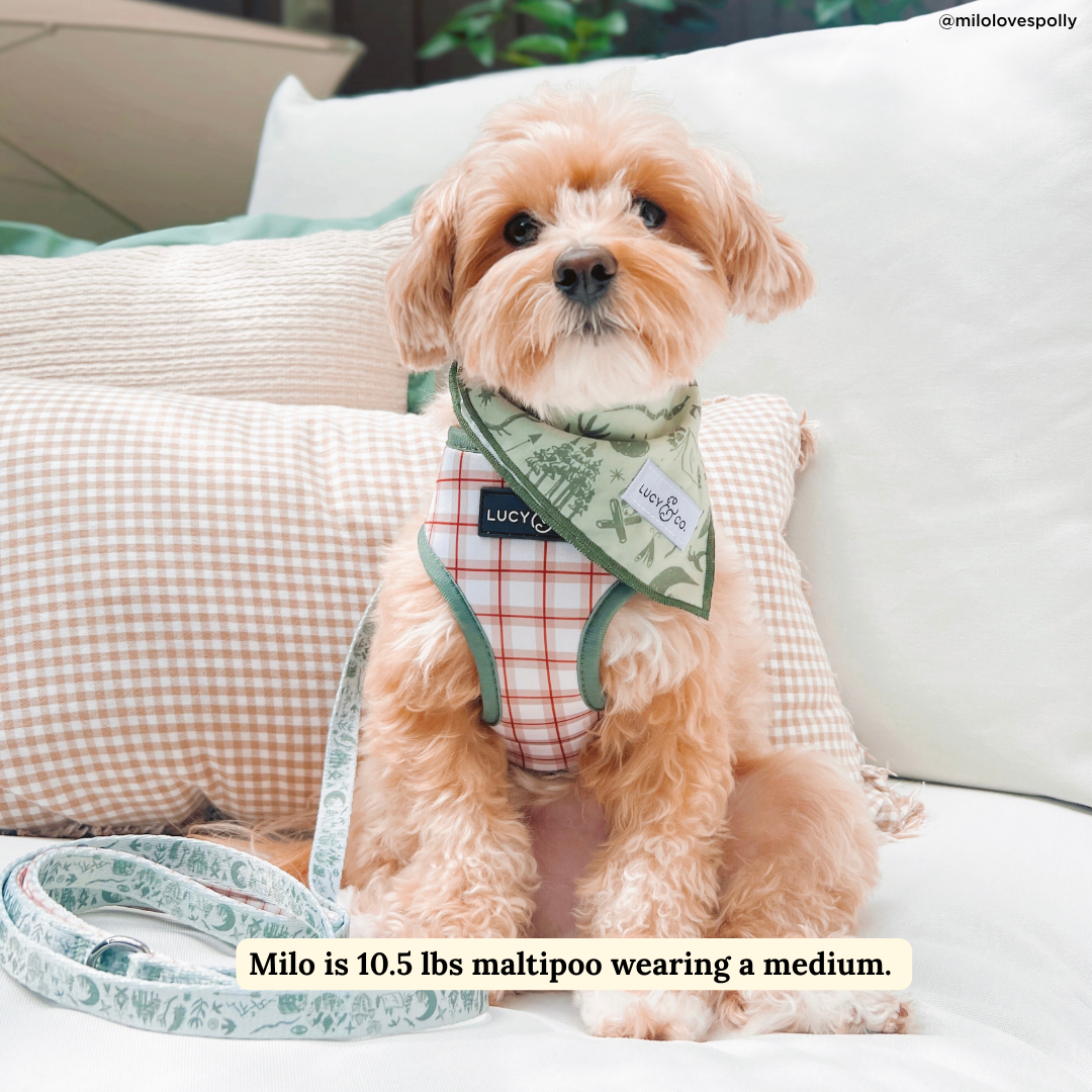 Lucy &amp; Co. - Camp Out Leash: L