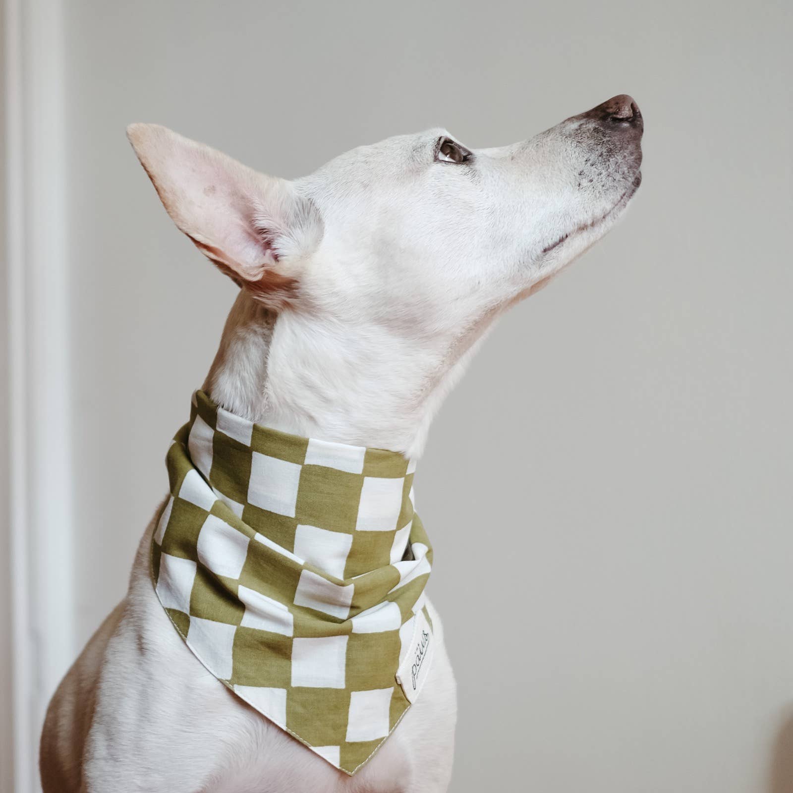 The Paws Checkmate Dog Bandana XS