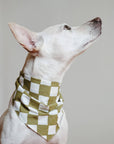 The Paws - Checkmate Dog Bandana