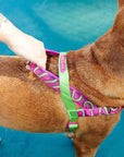 Zee.Dog SofterWalk Harness - H3D Jelly