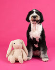 Fringe Studio Hoppy To See You Large Plush Dog Toy